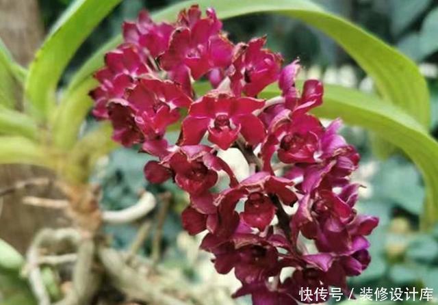  「冬天」开花像狐狸尾巴一样的兰花，盆栽冬天正是花期，这样养花多色艳