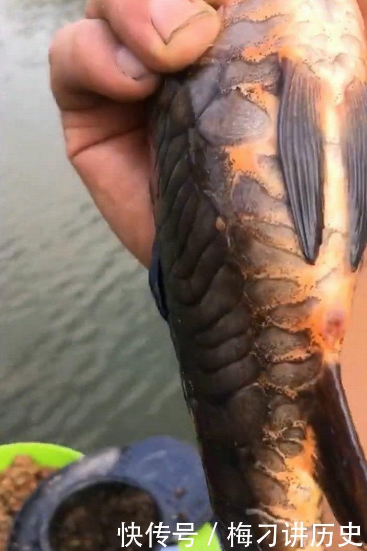  [天门]湖北天门钓起神奇“黑龙鱼”，模样稀奇罕见，网友：危险