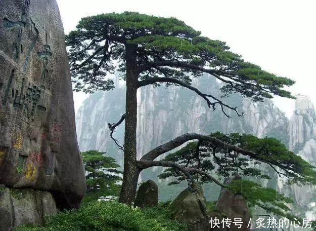 中国最古老的5颗大树,最后一棵有5000多年历史被称为"柏树之王