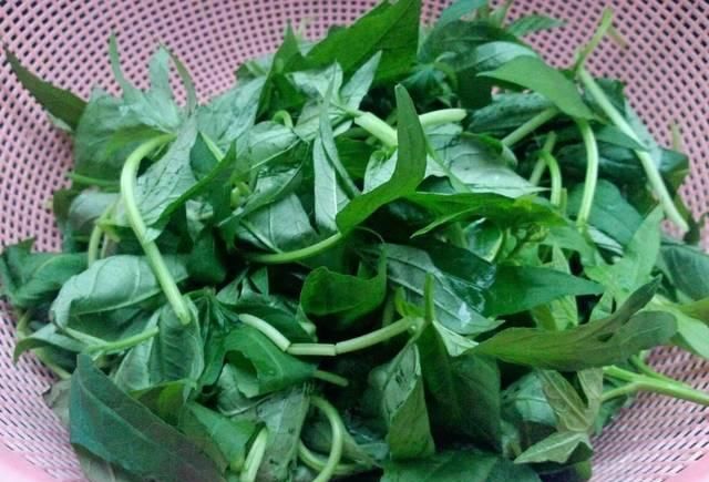  「特别」过去用来喂猪，如今被称作“蔬菜皇后”，营养赛过菠菜，2元一把