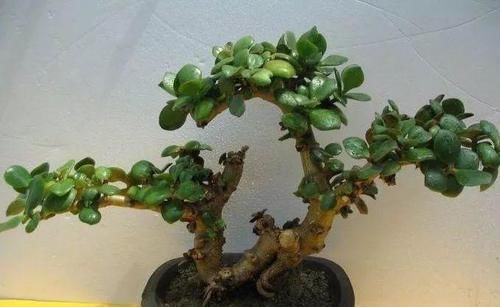  「身价」这六种植物越养越值钱，在家养几年，身价猛涨几倍！你家养了几种
