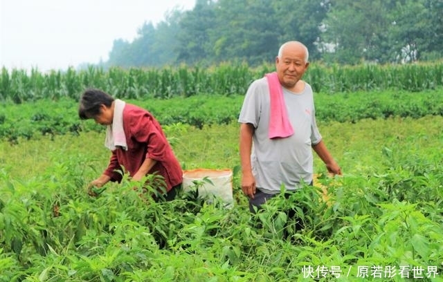  [辣椒]农民种植3亩辣椒，每斤0.2元，错过采摘时机，是赔本还是