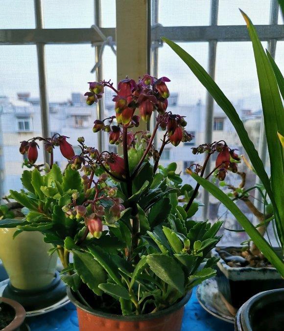 红灯笼:长寿花中的经典,养盆宫灯长寿,花开满枝头,年年收获红灯笼