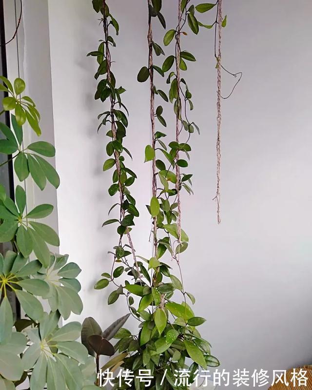  [喜欢]超级耐阴的球兰，养1盆能爬上窗台、房顶，开花比香水还香