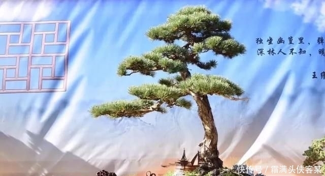  [栽种盆景]玩盆景，已成为当下追求高品质生活的一股潮流