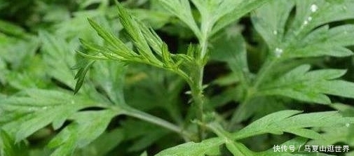  [艾草]农村价值珍贵的一种草，艾草的真正用处！