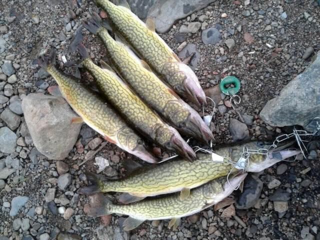  贪婪@新疆钓狗鱼，生性粗暴贪婪，一天可以吃掉和自己体重相当的