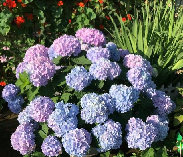 『技巧』谁说绣球花在花苞期不能给花苞喷水?掌握3个技巧,开花比碗大