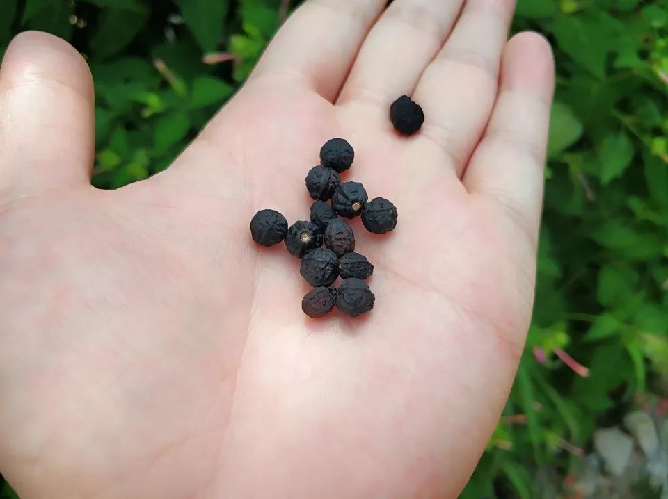 农村一种驱蚊野花，农村娃常把果实当玩具，却不知价值真的好高