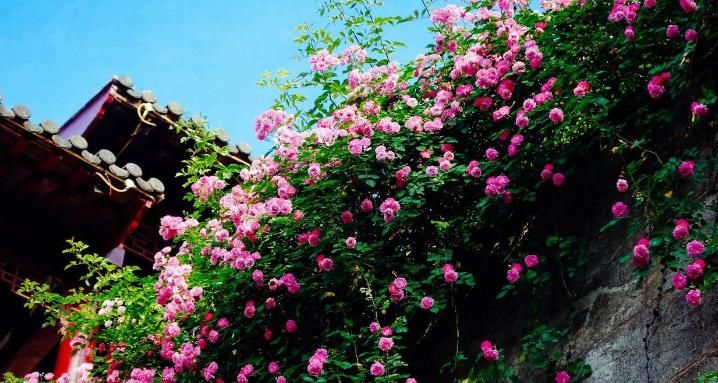  『之盛』此花埋土就活，花期有万花怒放之盛，栽2棵，花开满院变花海