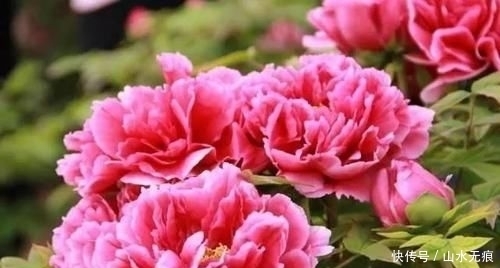 『花卉』百花争艳的季节,养那几种花最适合,推荐这四种开花好看花期长