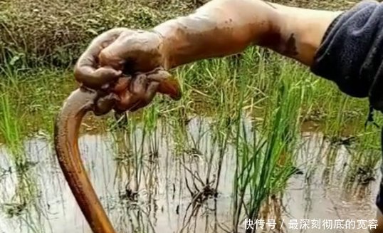 农村稻田里的6大野味排行榜，90后00后见过，但全吃过的不多