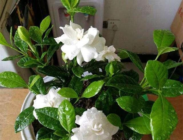  nbbe_2286新手学扦插,就选这几种花,捡根枝沾土就活,四季开花,次次爆盆