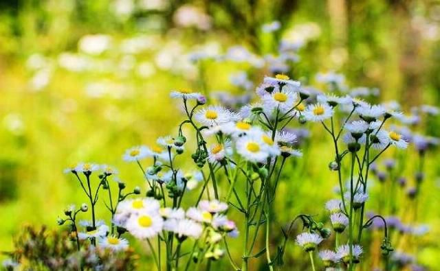 「春天」野菊花也有春天，一年蓬，可能是这个季节里最为常见最蓬勃的野花