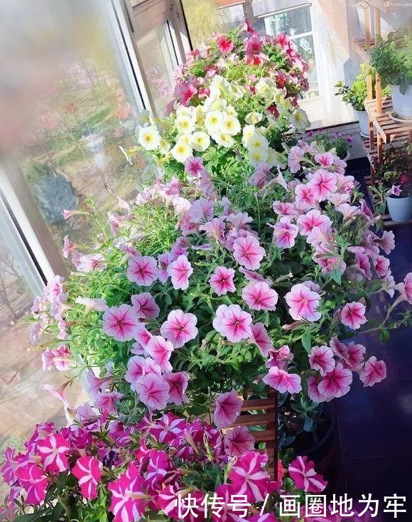 扦插■这花被称为“花坛皇后”,长势极快、花量超多,从春一直开到秋!