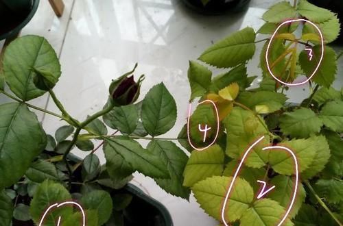  月季■阳台上精心养护的月季总是黄叶开花少？注意光照，施肥和闷根烧苗