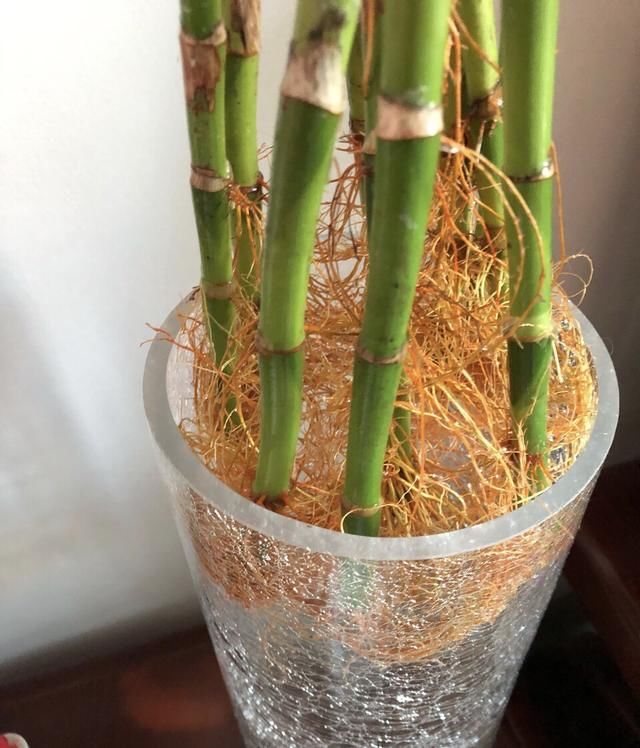 更多的新■富贵竹喜欢“喝2种水”,生根快、叶子绿,养好还能开“富贵花”