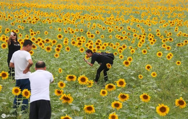 农村俗语说的：立秋不是秋，天凉要到白露后，今年立秋之后还热吗