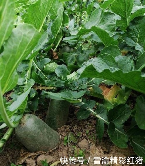 「院子里」想要个这样的小院子,门前屋后种满花,日子慢悠悠!