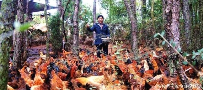  【练成】养鸡高手都是这么练成的