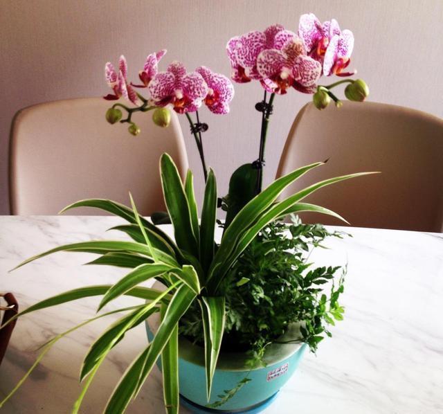家里|家里养了3种花,到了花期蹭蹭开花,不需要光照都能浪漫满屋