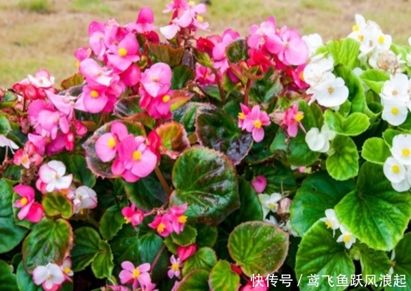 『发芽』4种花“不用买”,一片叶子就能生根发芽,很多人都不知道!