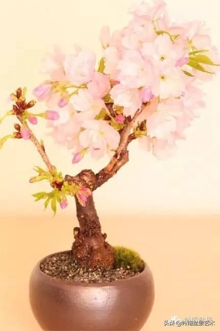 樱花盆景，美到窒息！