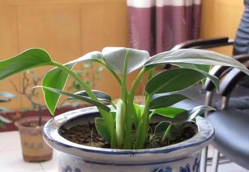  『绿萝』养花浇水有讲究，切忌“3种水”浇花，不然绿萝、吊兰也烂根！