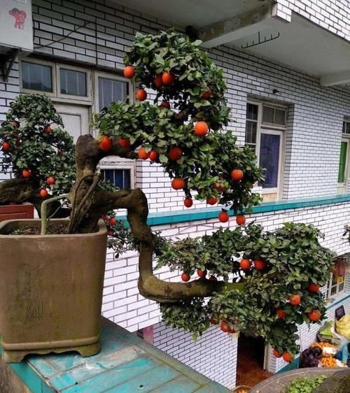  [植物]如何让金弹子多结果，只需做好这“4步”，硕果累累满枝头