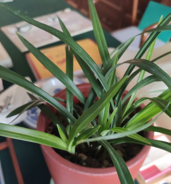  [学会]新手都能学会的兰花上盆方法,注意这几点,服盆快,开花又香又多