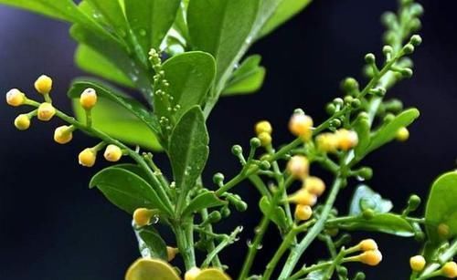 『雍容』“高端玫瑰”影星,靓丽如美姬,华贵雍容,堪称养花首选