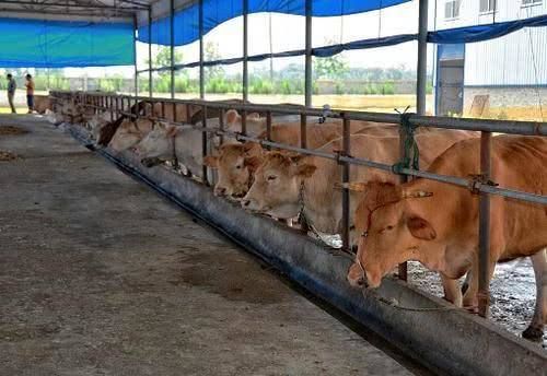  良心@了解农村养殖场标准，做一个有良心 正规的养殖者！