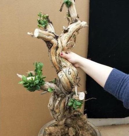  小苗：路边一棵不起眼的“小苗”，种盆里长成盆景，开花一大片，可香了