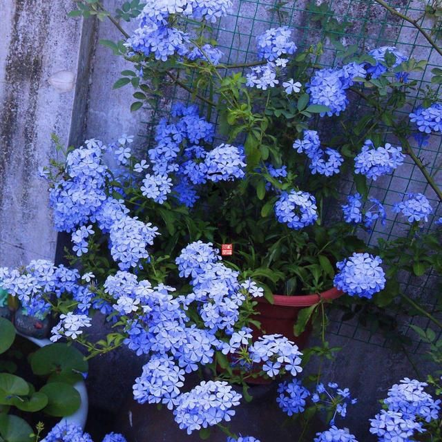 放在阳光充足■等我有自己的院子,一定养此4种花,春天变成“五彩”花园