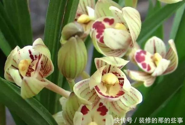 花型|建兰金荷,花型独特有“奇香”,价格很宜,适合新手养的兰花