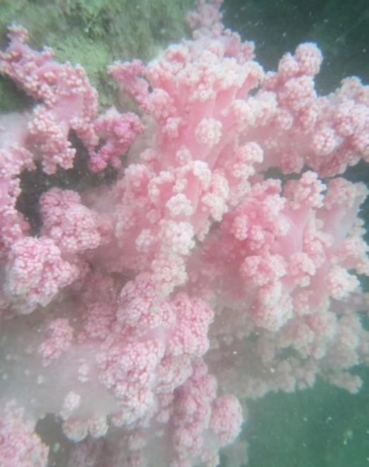 比三亚人少，比青岛消费低!这个高铁直达的小众海岛，景美海鲜多