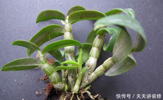  #植物#长在石缝里的石斛，不是普通的野草，喜欢就家养，浇水就能活