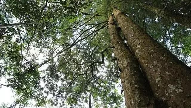 中国最“贵”的树木：美国曾用波音飞机换取幼苗，却被国人婉拒！