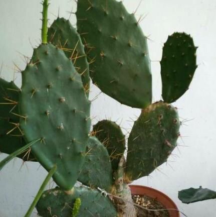  【充足】这“3种”植物，别嫌它“丑”，家里养1盆，能省不少“医药费”