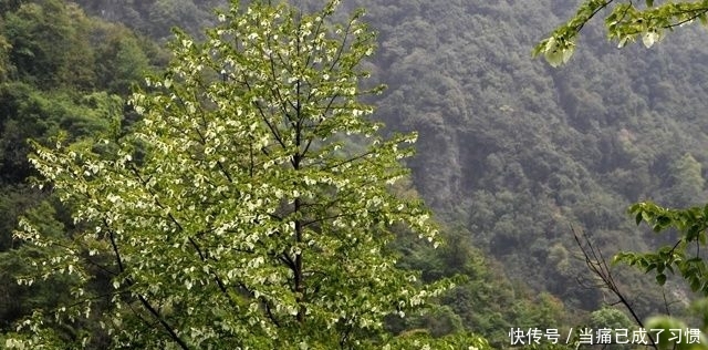  鸽子■它便是珍贵的“鸽子树”，稀少难得，农村见到，请好好保