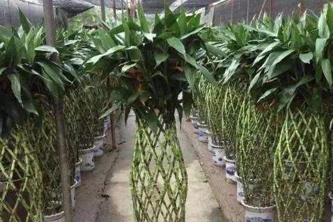 [能净化空气]3种花，镇宅又招财，关键能“保护”家人健康，养10盆也不多