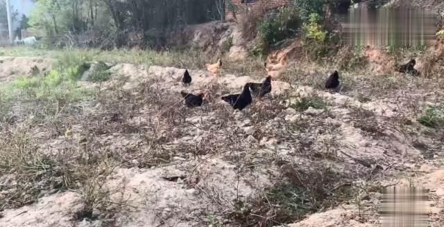  乡村■乡村家婆养了30只土鸡，去鸡棚捡生鸡蛋，想不到有意外的惊喜