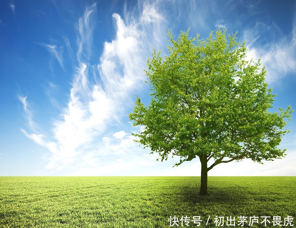 #大树#你走累了,有三颗大树你会在哪颗底下休息,测试你最近有什么好运