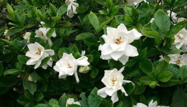 黄叶：栀子花黄叶、掉蕾，开花数量变少，学会这几招，繁花似锦没问题