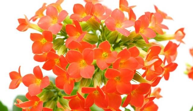 越养越@养花就养3种花,开花漂亮能养人,格调贵气品质好,越养越喜欢