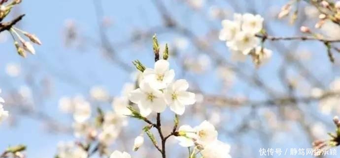 这座低调小城承包了浙江最美的春天, 清明去过两三天乡下生活~