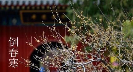  天气：倒春寒对农作物的影响