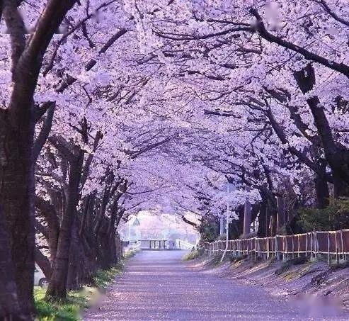  【漫步】春暖花开，谁能陪我漫步这么美的路？