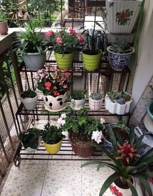  #花架#原来阳台还能这样种花，一看就像个花园，太漂亮了！