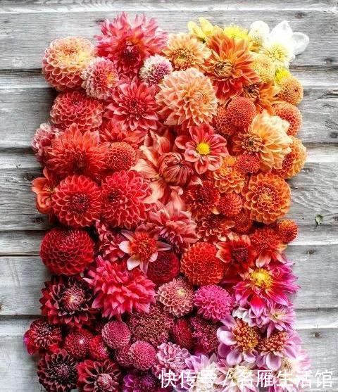  『花开』大丽花真美，花开100朵，一开大半年！
